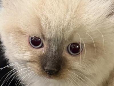 Kiwi - Ragdoll - Gallery Photo #1