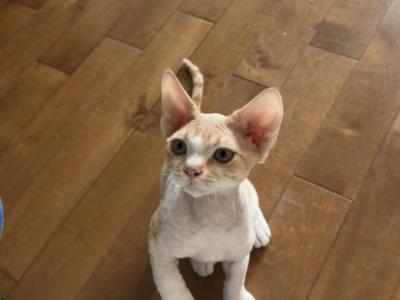Cheese - Devon Rex - Gallery Photo #1