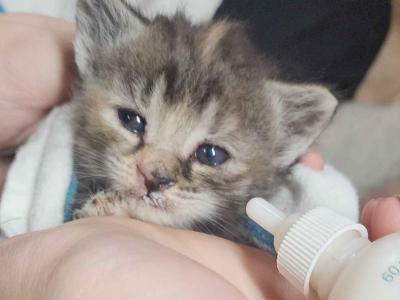 Bottle Babies - American Shorthair - Gallery Photo #1