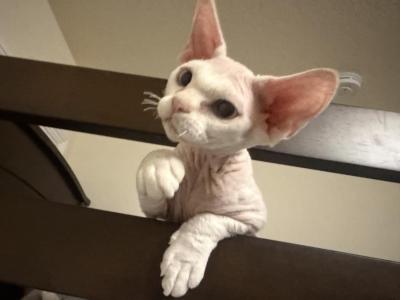 Milk - Devon Rex - Gallery Photo #1