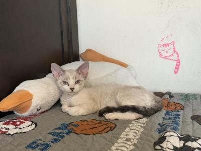Coca Cola - Devon Rex - Gallery Photo #1