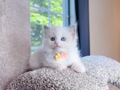 R251 - Ragdoll - Gallery Photo #1