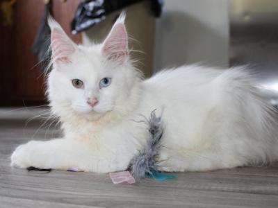 Adira Tica Health Tested Parents Price Reduced - Maine Coon - Gallery Photo #1