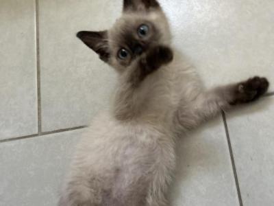 Tobby - Siamese - Gallery Photo #1