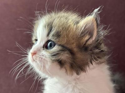 Cutie  Dollface Persian - Persian - Gallery Photo #1