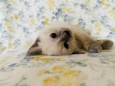 Eleanor - Siamese - Gallery Photo #1