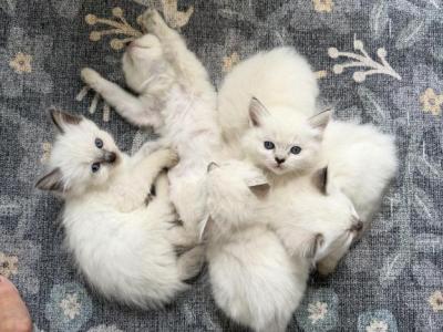 Sweet Ragdoll Babies Near Cincinnati - Ragdoll - Gallery Photo #1