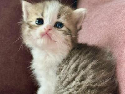 Patootie - Persian - Gallery Photo #1