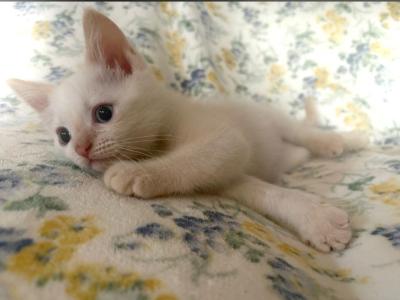 Ulysses - Siamese - Gallery Photo #1