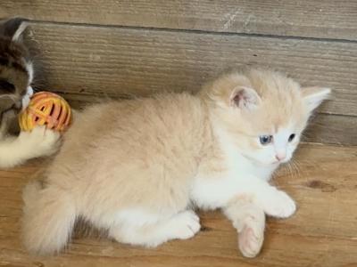 Butterball - Persian - Gallery Photo #1
