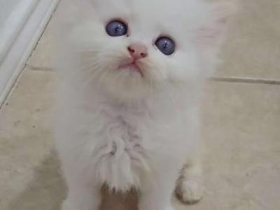 Huo Huo Flame Bicolor - Ragdoll - Gallery Photo #1