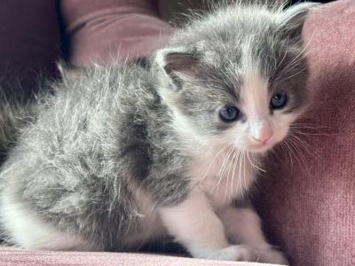 Blueboy - Persian - Gallery Photo #1