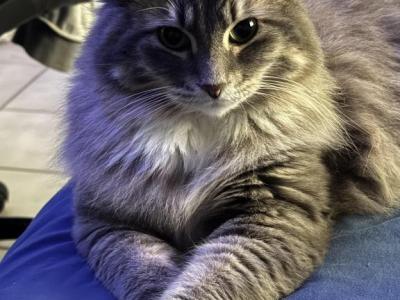 Lexi - Domestic - Gallery Photo #1