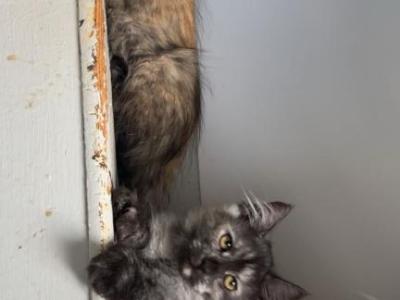 Tortie Girl - Maine Coon - Gallery Photo #1