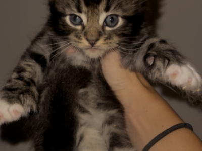 Fluffy Kittens - Maine Coon - Gallery Photo #1