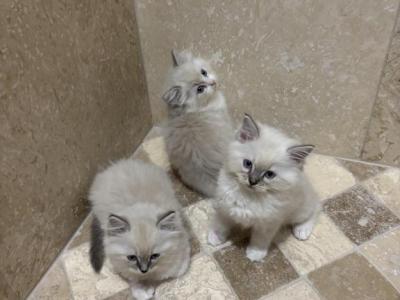 Magicial - Ragdoll - Gallery Photo #1