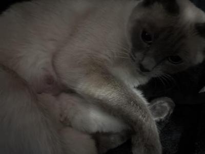 Lucys Babies August - Siamese - Gallery Photo #1