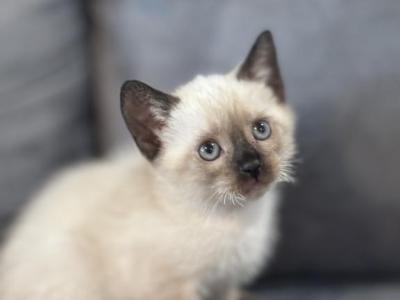Beautiful Siamese Kitty - Siamese - Gallery Photo #1
