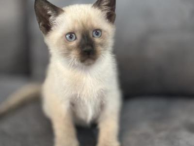Beautiful Siamese Kitty - Siamese - Gallery Photo #1