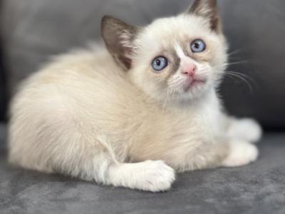 Adorable Siamese Kitty - Siamese - Gallery Photo #1