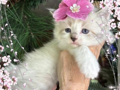 Sweet Baby - Ragdoll - Gallery Photo #1