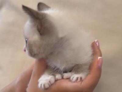 Cute Bicolor Siamese - Siamese - Gallery Photo #1