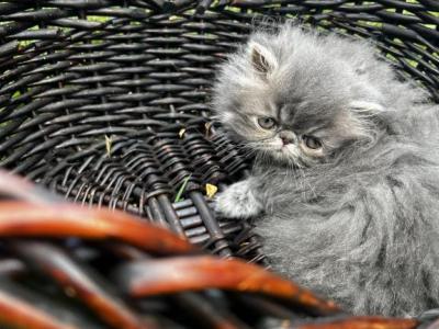Silver Tabby - Persian - Gallery Photo #1