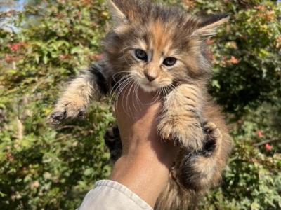 Maine Coon Kittens For Rehoming - Maine Coon - Gallery Photo #1