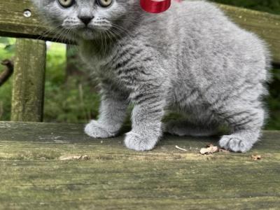 British Shorthair Kittens For Rehoming - British Shorthair - Gallery Photo #1