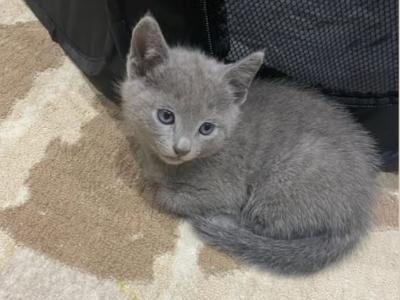 Russian Blue Kittens For Rehoming - Russian Blue - Gallery Photo #1