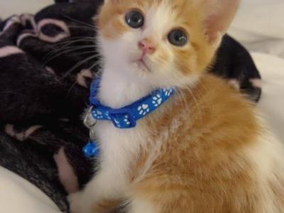 Beautiful Kitten - American Shorthair - Gallery Photo #1