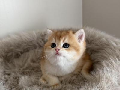 Litter B 2 - British Shorthair - Gallery Photo #1