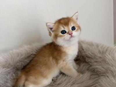 Litter B 3 - British Shorthair - Gallery Photo #1