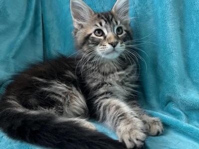 Boy V67 - Maine Coon - Gallery Photo #1