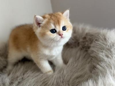 Litter B 4 - British Shorthair - Gallery Photo #1