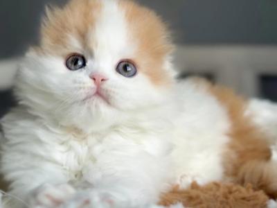 Urban - Scottish Fold - Gallery Photo #1