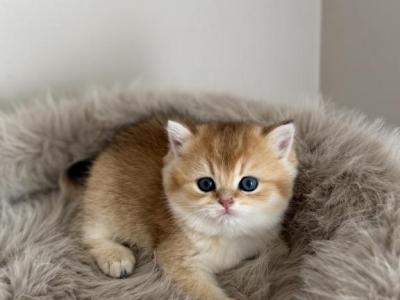 Litter B 5 - British Shorthair - Gallery Photo #1