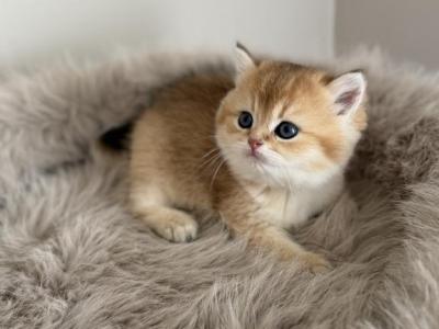 Litter B 6 - British Shorthair - Gallery Photo #1