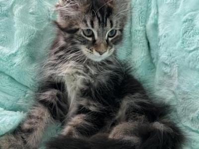 Girl V65 - Maine Coon - Gallery Photo #1