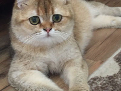 Elaine - Scottish Fold - Gallery Photo #1