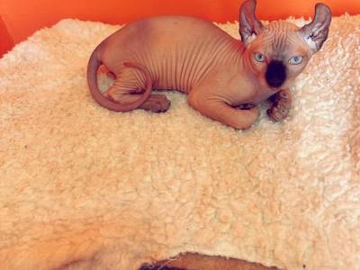 Sphynx Elf - Sphynx - Gallery Photo #1