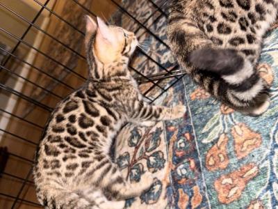 Bengal Kittens - Bengal - Gallery Photo #1