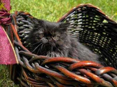 Solid Black - Persian - Gallery Photo #1