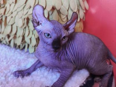Sphynx Male - Sphynx - Gallery Photo #1