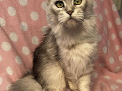 Maine Coon Female - Maine Coon - Gallery Photo #1