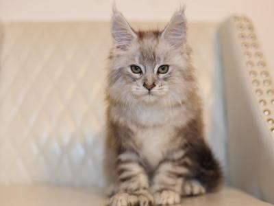 Sophia - Maine Coon - Gallery Photo #1