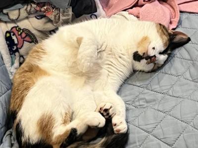 Koko - Domestic - Gallery Photo #1