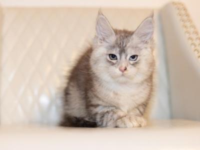 Ellie - Maine Coon - Gallery Photo #1