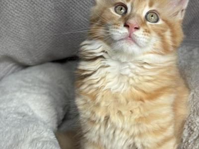 Buddy - Maine Coon - Gallery Photo #1