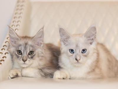 Amelia - Maine Coon - Gallery Photo #1